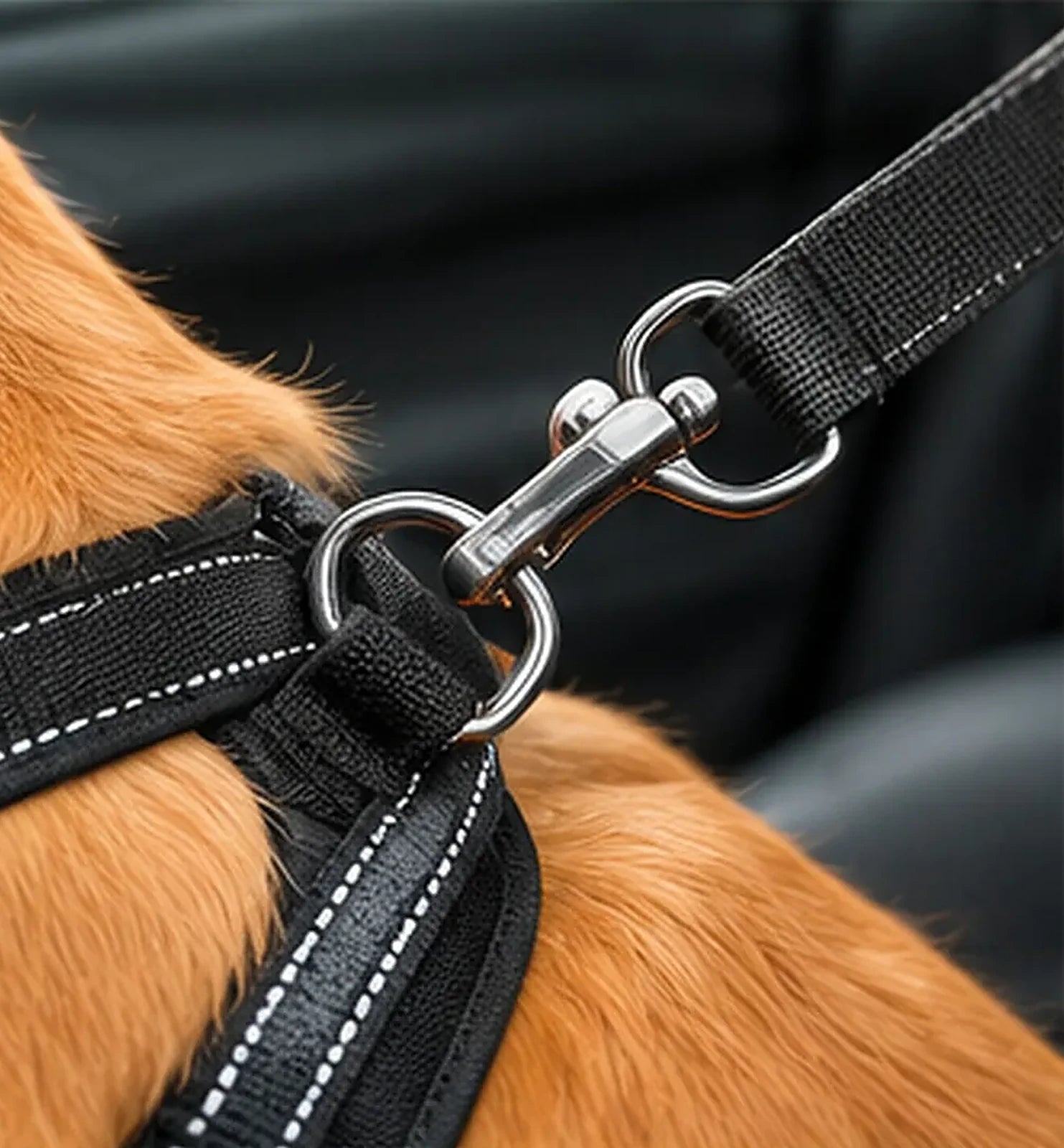 Perro con arnés sobre la funda